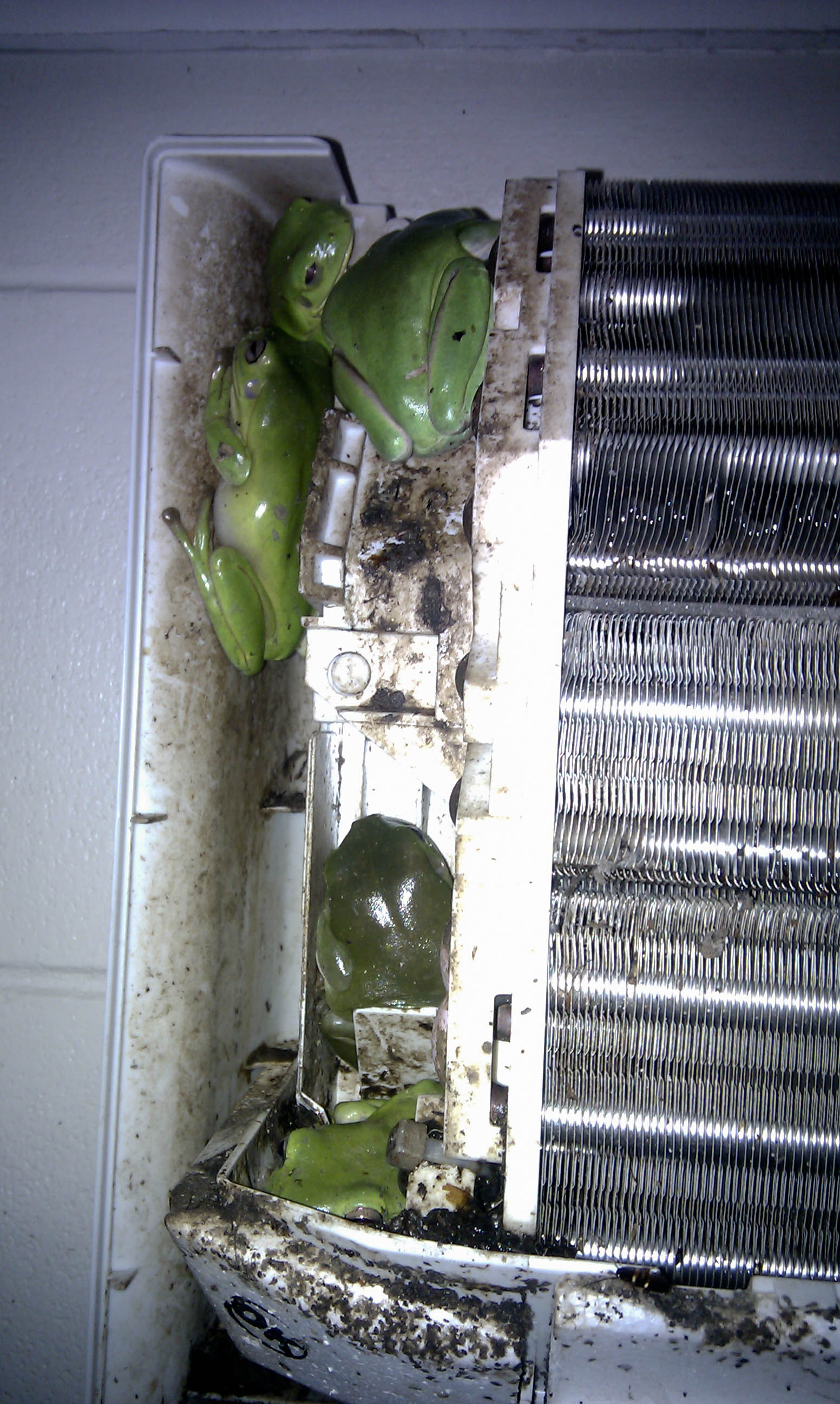 Inside a dirty split-system air conditioner — three green tree frogs living in the fins